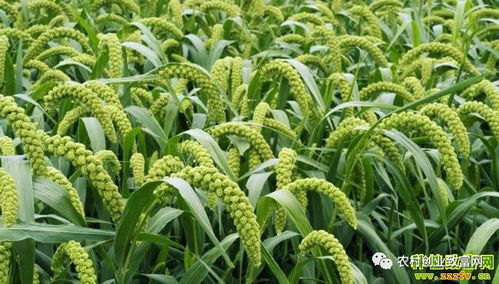 2018年蔬菜種植前景分析 哪些品種值得關(guān)注？
