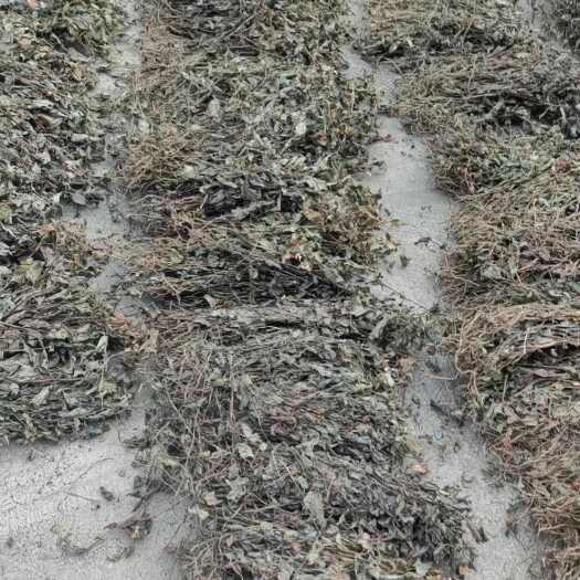 貴州省第七批擬停止推廣主要農(nóng)作物品種公示